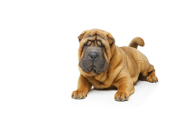 Image showing beautiful shar pei puppy