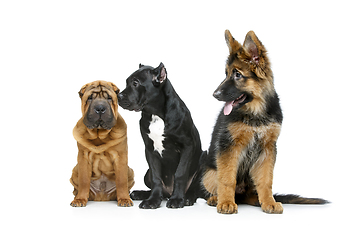 Image showing beautiful three puppy dogs