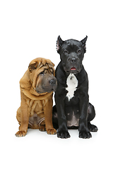 Image showing beautiful two puppy dogs