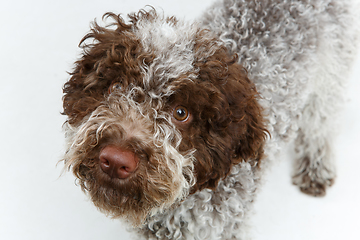 Image showing beautiful brown fluffy puppy