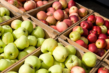 Image showing Lots of apples