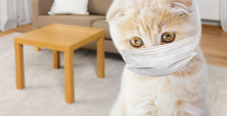 Image showing close up of scottish fold kitten in medical mask