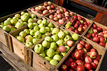 Image showing Lots of apples