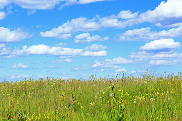 Image showing summer with field of grass and blue sky