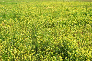 Image showing summer field with a lot of Linaria vulgaris flowers