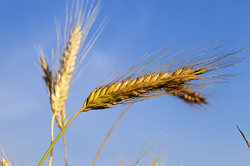 Image showing ripe ears