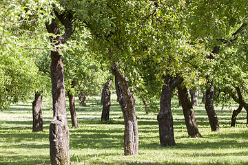 Image showing row of trees