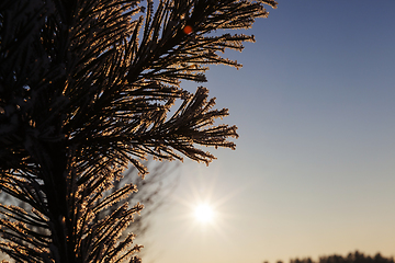 Image showing Pines in the rime