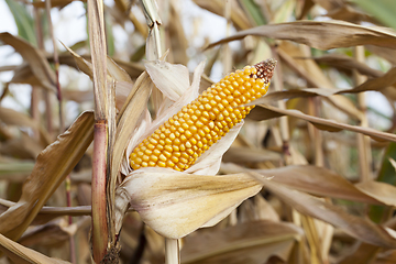 Image showing Mature corn