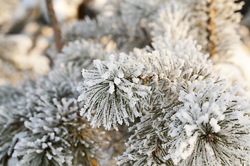 Image showing pine branches