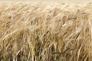 Image showing field with mature rye