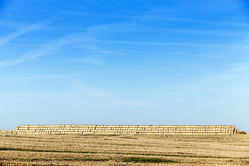 Image showing straw after harvest