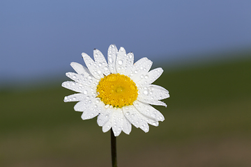 Image showing White daisies, close-up