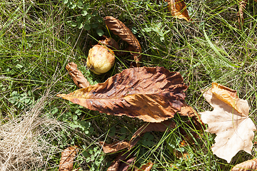 Image showing Leaves on the grass