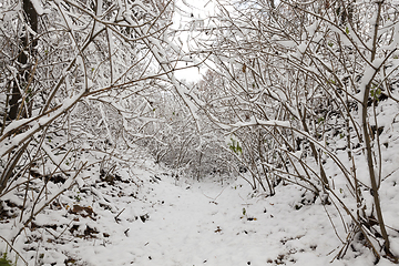 Image showing Winter park with snow