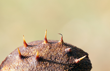 Image showing spiny chestnut, details