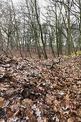 Image showing trees in autumn forest