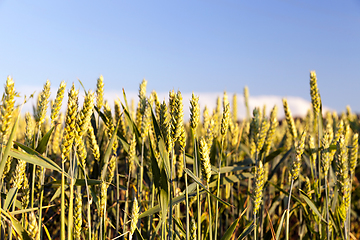 Image showing green immature cereals