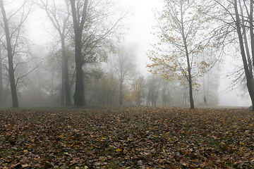 Image showing Fog in autumn season