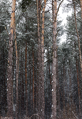 Image showing forest in winter