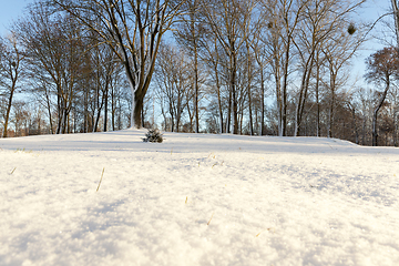 Image showing trees in the forest in winter