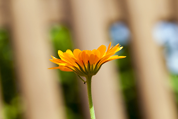 Image showing Flowers of calendula