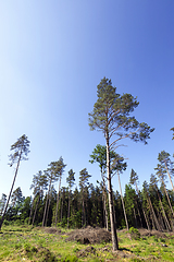 Image showing mixed forest