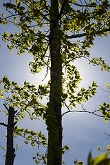 Image showing branches in a wood