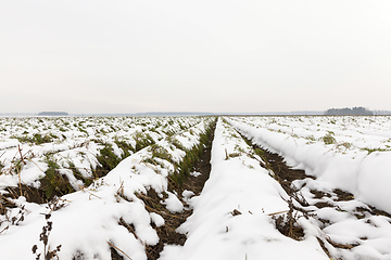 Image showing carrot harvest in the snow