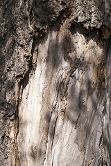 Image showing decaying tree trunk