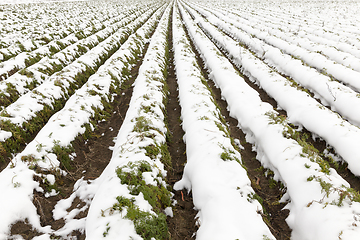 Image showing agricultural field