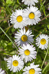 Image showing Daisy flowers , top