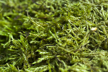 Image showing Green moss closeup