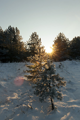 Image showing Pine with a frost