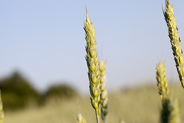 Image showing An agricultural field with a crop