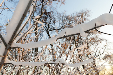 Image showing young forest in winter