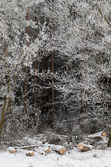 Image showing Frost on needles of pine