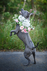 Image showing thai ridgeback dog in flower wreath