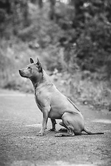 Image showing thai ridgeback dog outdoors
