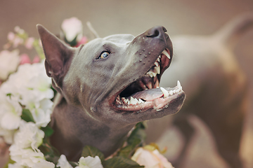 Image showing thai ridgeback dog in flower wreath