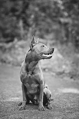 Image showing thai ridgeback dog outdoors