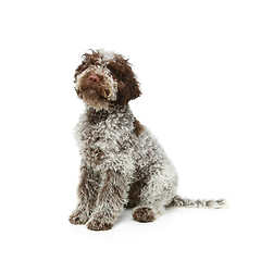 Image showing beautiful brown fluffy puppy