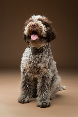 Image showing beautiful brown fluffy puppy