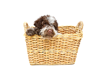 Image showing beautiful brown fluffy puppy