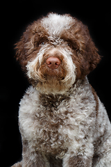 Image showing beautiful brown fluffy puppy