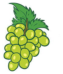 Image showing A bunch of green grapes vector or color illustration