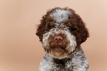 Image showing beautiful brown fluffy puppy