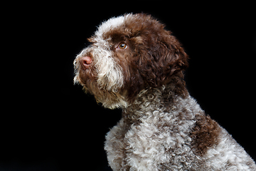 Image showing beautiful brown fluffy puppy