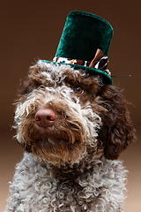 Image showing beautiful brown fluffy puppy