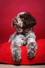 Image showing beautiful brown fluffy puppy